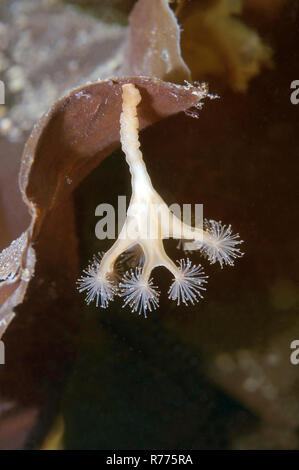 Sgambate medusa (Lucernaria quadricornis), Mare Bianco, Carelia, artiche, Russia Foto Stock