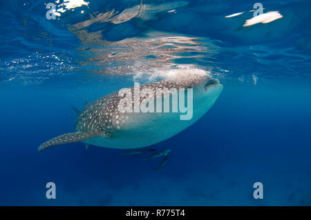 Squalo balena (Rhincodon typus) Boholsee, Oslob, Cebu, Filippine Foto Stock