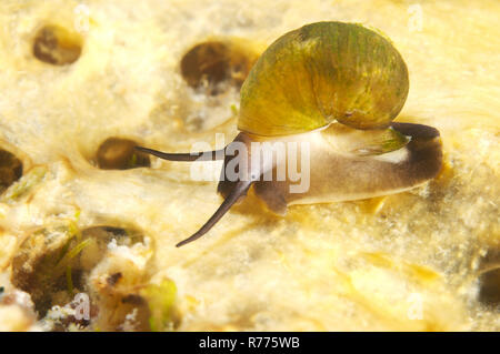 Benedictia baicalensis mollusco, Lago Baikal, Siberia, Russia Foto Stock