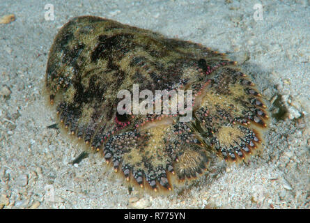 Pantofola aragosta o scolpito Mitten aragosta (Parribacus antarcticus), Bohol Mare, Filippine Foto Stock