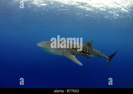 Squalo balena (Rhincodon typus), Bohol Sea, Cebu, Filippine Foto Stock