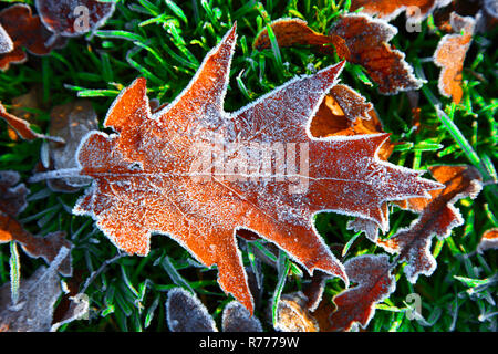 Foglie di autunno, Brina sulle foglie di autunno, quercia rossa, Renania settentrionale-Vestfalia, Germania Foto Stock