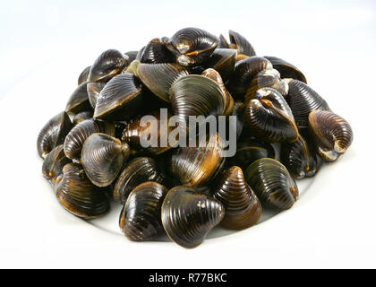 Crostacei come vongole isolato / guscio di acqua dolce molluschi su sfondo bianco Foto Stock