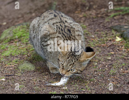 Scottish Gatto Selvatico - Felis silvestris gatto minacciate di Highlands scozzesi (prigioniero) Foto Stock