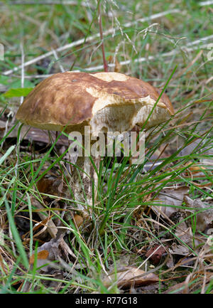 Brown Birch Bolete - Leccinum scabrum danneggiato coperchio mostrante i tubi di spore Foto Stock