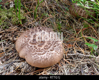 Dente squamosa funghi - Sarcodon squamosus Mycorhizal rari funghi del nord della Pineta Foto Stock