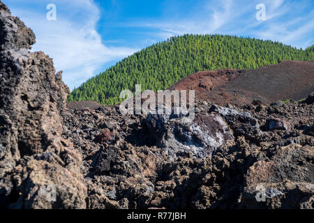 Pino collina boschiva al di là del Chinyero flusso di lava dal 1909 eruzione vulcanica in Tenerife, Isole Canarie, Spagna Foto Stock