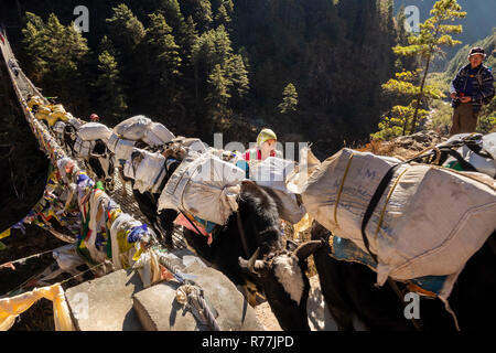 Il Nepal, Larja Dobhan, donna Sherpa guidare laden pack animali incrocio Larja superiore sospensione ponte sul Dudh Khosi river Foto Stock