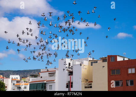 Gregge di homing piccioni in volo in un movimento circolare nel cielo sopra di Alcala, Tenerife, Isole Canarie, Spagna Foto Stock