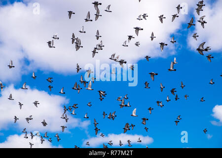 Gregge di homing piccioni in volo in un movimento circolare nel cielo sopra di Alcala, Tenerife, Isole Canarie, Spagna Foto Stock