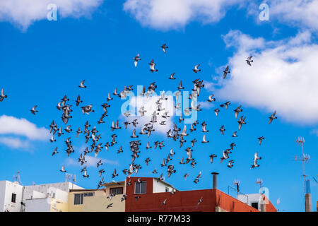 Gregge di homing piccioni in volo in un movimento circolare nel cielo sopra di Alcala, Tenerife, Isole Canarie, Spagna Foto Stock