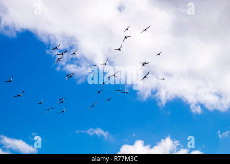 Gregge di homing piccioni in volo in un movimento circolare nel cielo sopra di Alcala, Tenerife, Isole Canarie, Spagna Foto Stock