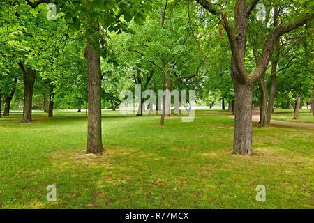 Verdi alberi in un parco Foto Stock