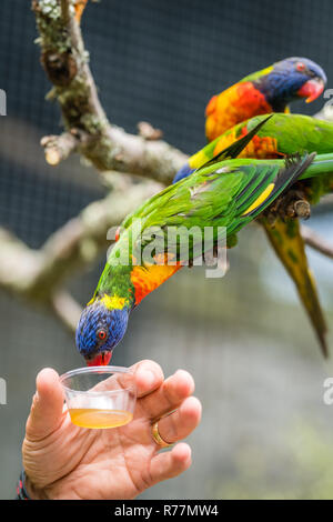 L uomo dando il dolce nettare per Rainbow Lorikeet parrot Foto Stock