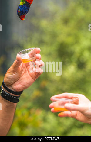 Le persone che forniscono il dolce nettare per parrocchetti Foto Stock