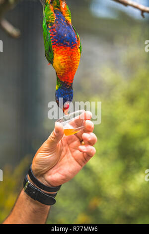 L uomo dando il dolce nettare per Rainbow Lorikeet parrot Foto Stock