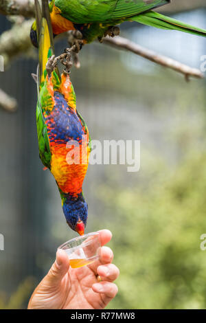 L uomo dando il dolce nettare per Rainbow Lorikeet parrot Foto Stock