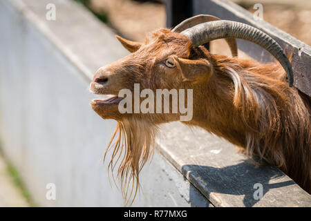 Pecore voce fuori attraverso la recinzione Foto Stock