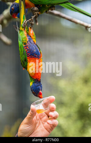 L uomo dando il dolce nettare per Rainbow Lorikeet parrot Foto Stock