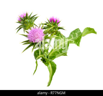 Silybum marianum ha altri nomi comuni includono cardus marianus, cardo, beata cardo, cardo mariano, Maria Thistle, Saint Mary's Thistl Foto Stock