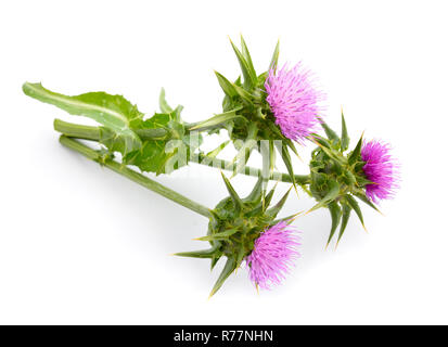 Silybum marianum ha altri nomi comuni includono cardus marianus, cardo, beata cardo, cardo mariano, Maria Thistle, Saint Mary's Thistl Foto Stock