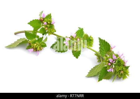 Melissa fiori isolati. Foto Stock