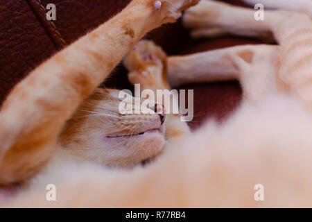 Lo zenzero rosso gatto orientali con chiari occhi verdi dormendo e zampe estesa Foto Stock