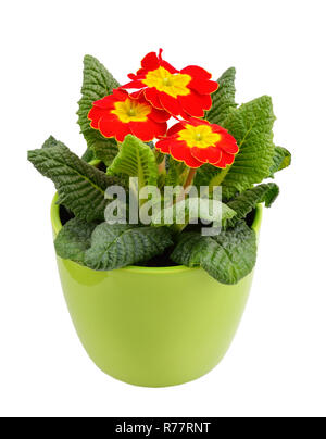 Primula rossa in un vaso da fiori. Isolato su sfondo bianco Foto Stock