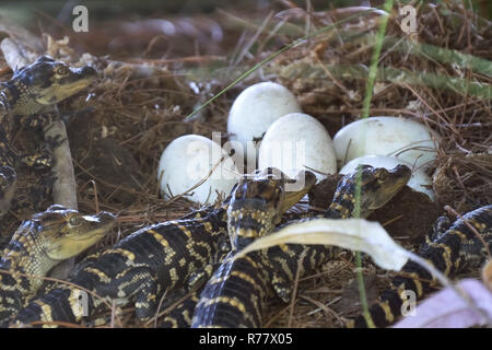 Alligatore neonato vicino la deposizione delle uova nel nido. Foto Stock