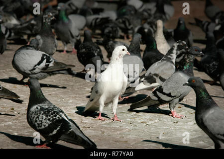 Il piccione bianco in un gruppo di Pigeon Foto Stock