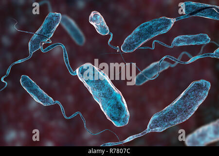 Il colera batteri (Vibrio cholerae), computer illustrazione. Foto Stock