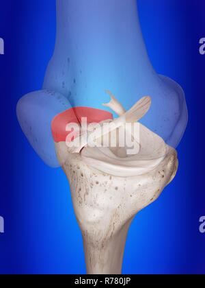 3d reso illustrazione del menisco mediale. Foto Stock