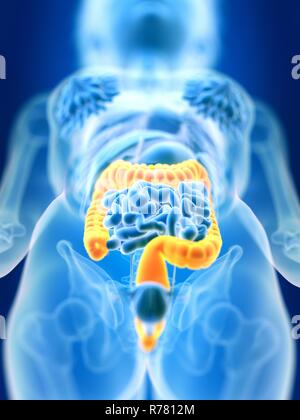 3d reso illustrazione del colon femmina. Foto Stock