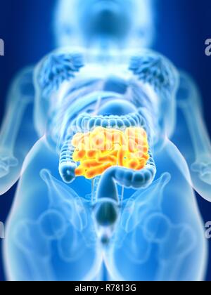 3d reso figura femminile di intestino tenue. Foto Stock