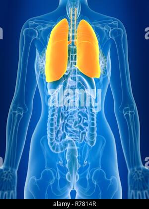 3d reso illustrazione del polmone femmina. Foto Stock