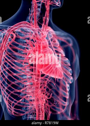 3d reso illustrazione del cuore umano. Foto Stock