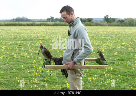 Vista di un falco pellegrino Falco peregrinus e Merlin Falco columbarius usando un cadge, Hawk Conservancy Trust, Andover, Hampshire, Regno Unito, Aprile Foto Stock