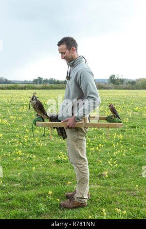 Vista di un falco pellegrino Falco peregrinus e Merlin Falco columbarius usando un cadge, Hawk Conservancy Trust, Andover, Hampshire, Regno Unito, Aprile Foto Stock