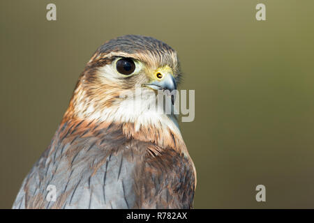 Merln Falco columbarius (prigioniero), maschio immaturo, profilo shot, Hawk Conservancy Trust, Hampshire, Regno Unito, Aprile Foto Stock