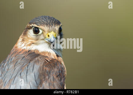 Merln Falco columbarius (prigioniero), maschio immaturo, profilo shot, Hawk Conservancy Trust, Hampshire, Regno Unito, Aprile Foto Stock