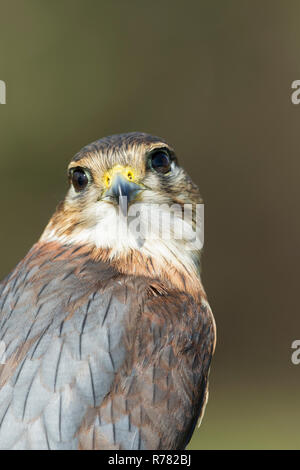 Merln Falco columbarius (prigioniero), maschio immaturo, profilo shot, Hawk Conservancy Trust, Hampshire, Regno Unito, Aprile Foto Stock