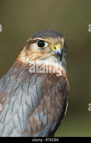 Merln Falco columbarius (prigioniero), maschio immaturo, profilo shot, Hawk Conservancy Trust, Hampshire, Regno Unito, Aprile Foto Stock