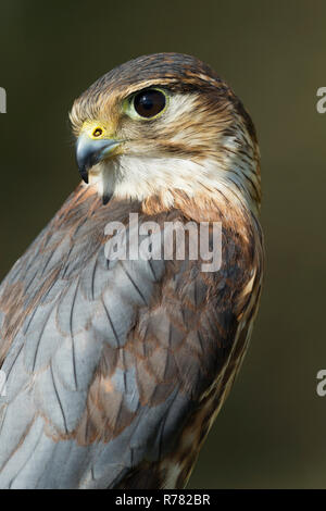 Merln Falco columbarius (prigioniero), maschio immaturo, profilo shot, Hawk Conservancy Trust, Hampshire, Regno Unito, Aprile Foto Stock