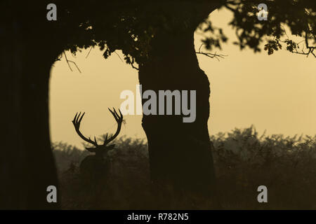 Red Deer Cervus elaphus, feste di addio al celibato, in piedi di compensazione tra gli alberi, Bushy Park, Londra, Regno Unito, ottobre Foto Stock