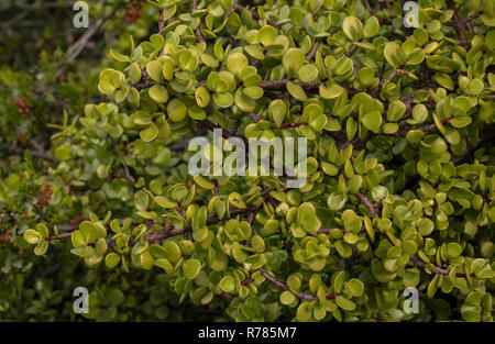 Elephant del cibo, "Portulacaria " Afra, in Sud Africa. Noto per essere un eccellente spugna di carbonio. Foto Stock