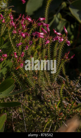 Bottiglia heath, Erica, retorta in fiore, in fynbos, Fernkloof riserva, Sud Africa. Foto Stock