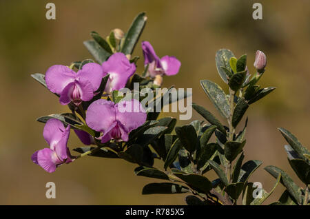 Sweetpea bush, Podalyria calyptrata, in fiore, Fernkloof riserva, Sud Africa. Foto Stock