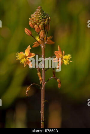 Sgambate bulbine, Bulbine frutescens, in fiore, Sud Africa Foto Stock