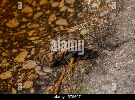 Capo di Fiume, di rana Amietia fuscigula sul bordo del laghetto in primavera, Western Cape, Sud Africa. Foto Stock