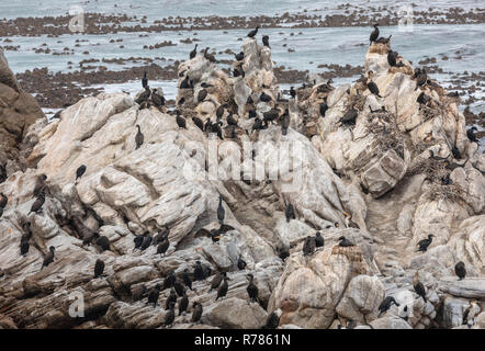 Colonia di allevamento e di posatoio di Cape cormorano, bianco-breasted cormorano, e Bank cormorano a Stony point, Betty's Bay, Cape, Sud Africa. Foto Stock